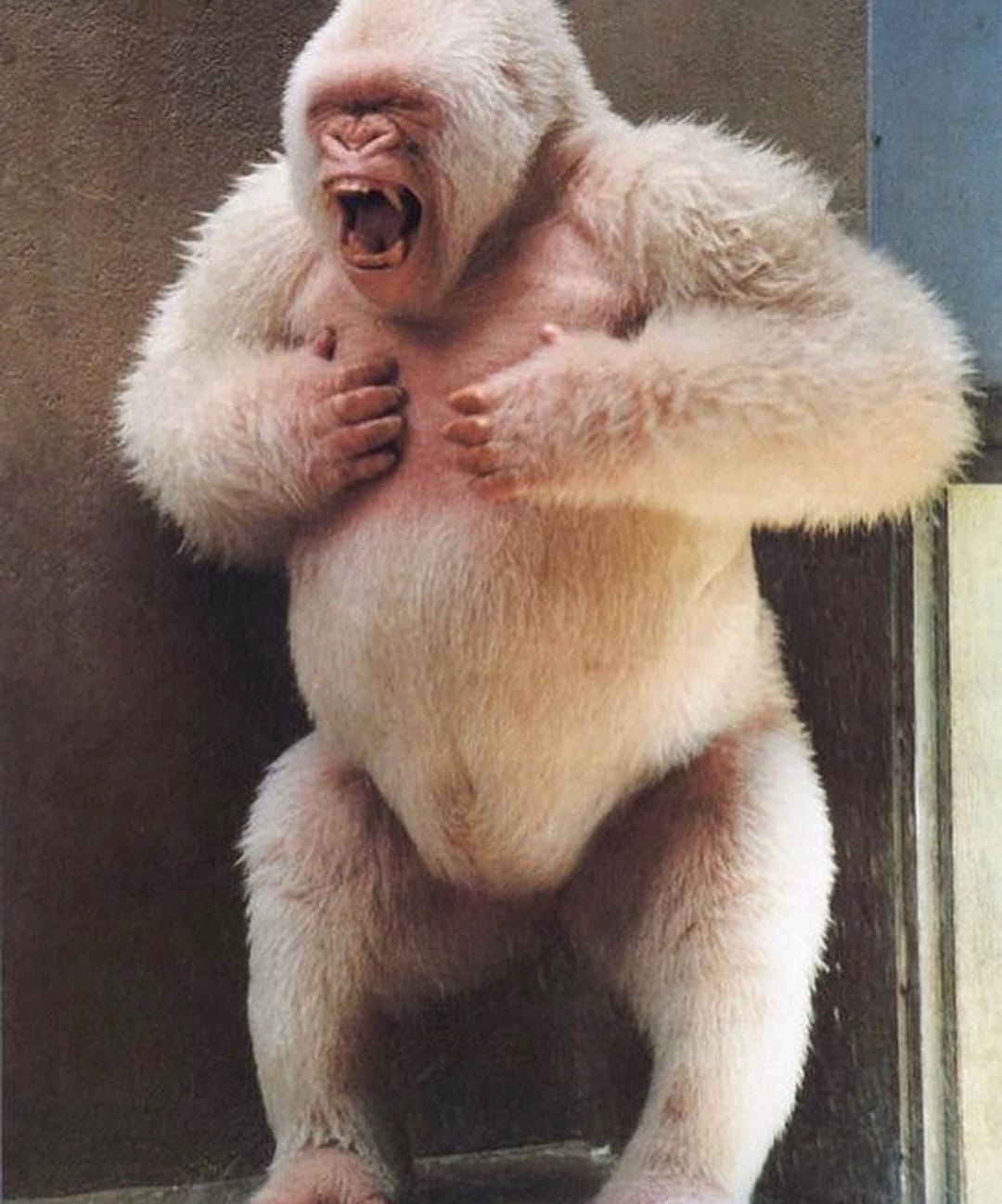 Nfumu Ngui em registro real 18.05.34