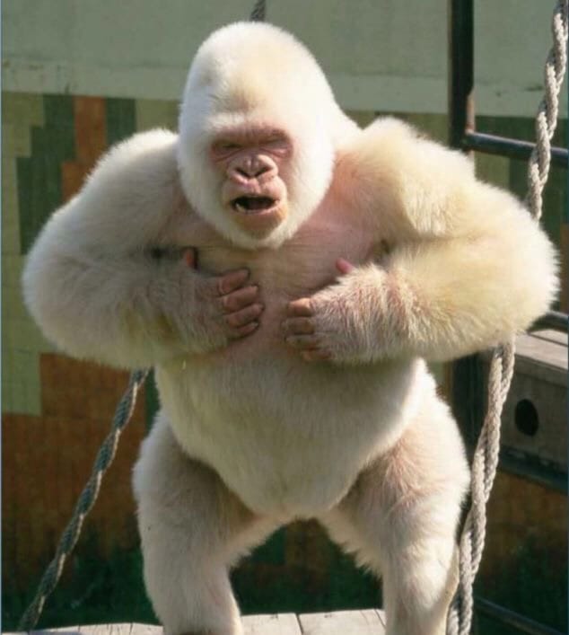 Nfumu Ngui em registro 18.05.36 (1)