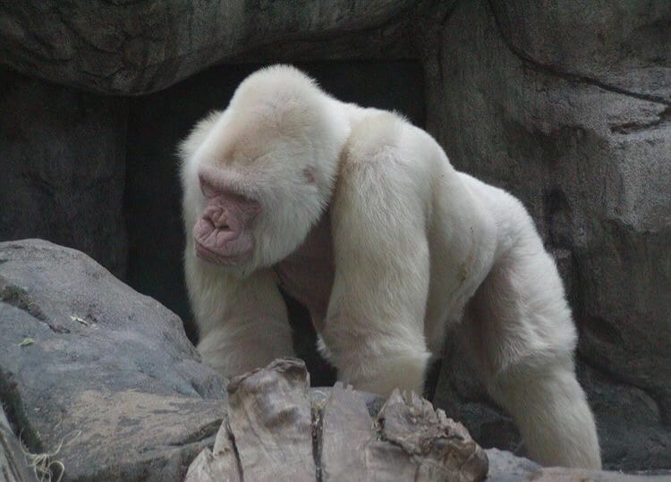 Nfumu Ngui em novo registro (2)