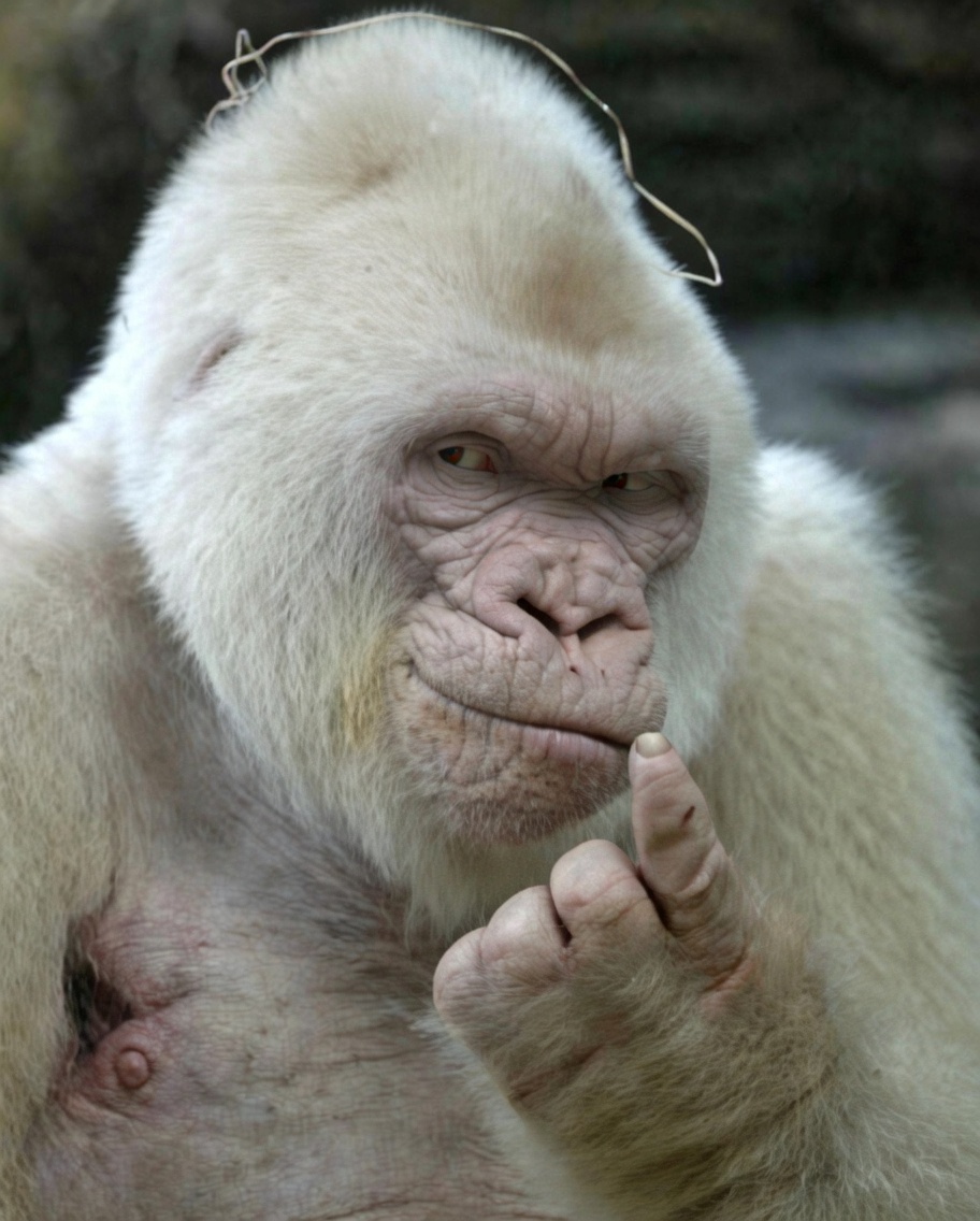 Foto real de Nfumu Ngui deitado