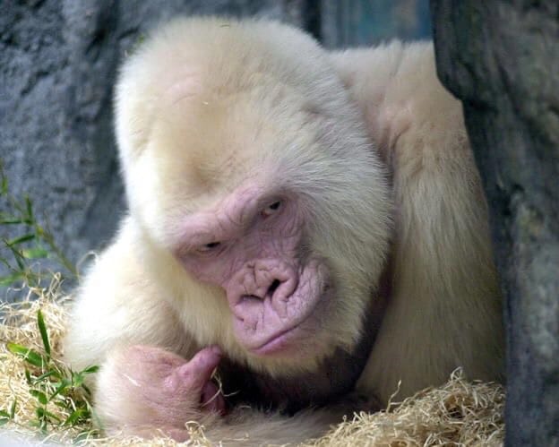 Registro fotográfico de Nfumu Ngui 18.05.36 (4)