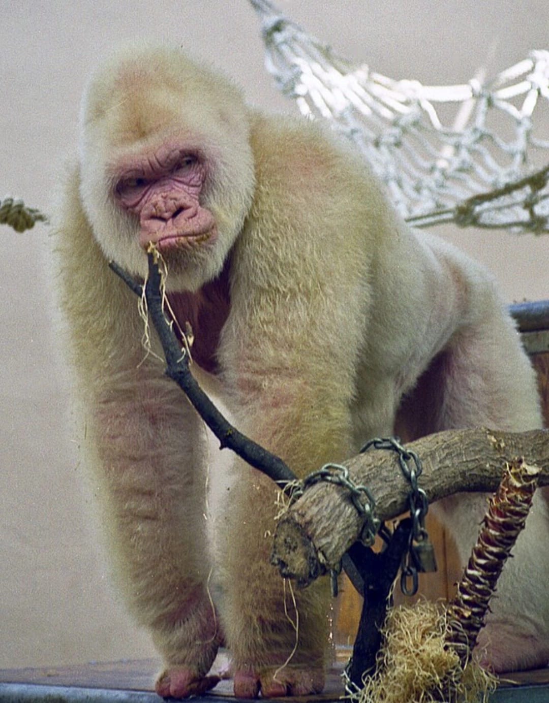 Nfumu Ngui em registro 18.05.37 (1)