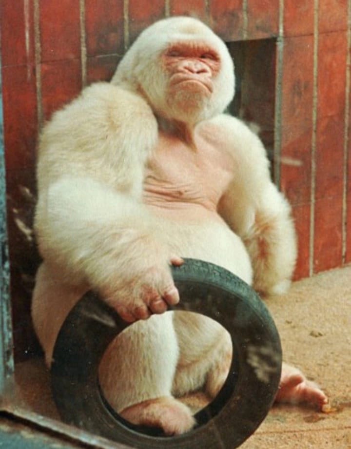 Nfumu Ngui em registro 18.05.37